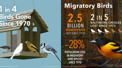 New Study Documents Staggering Loss of Birds