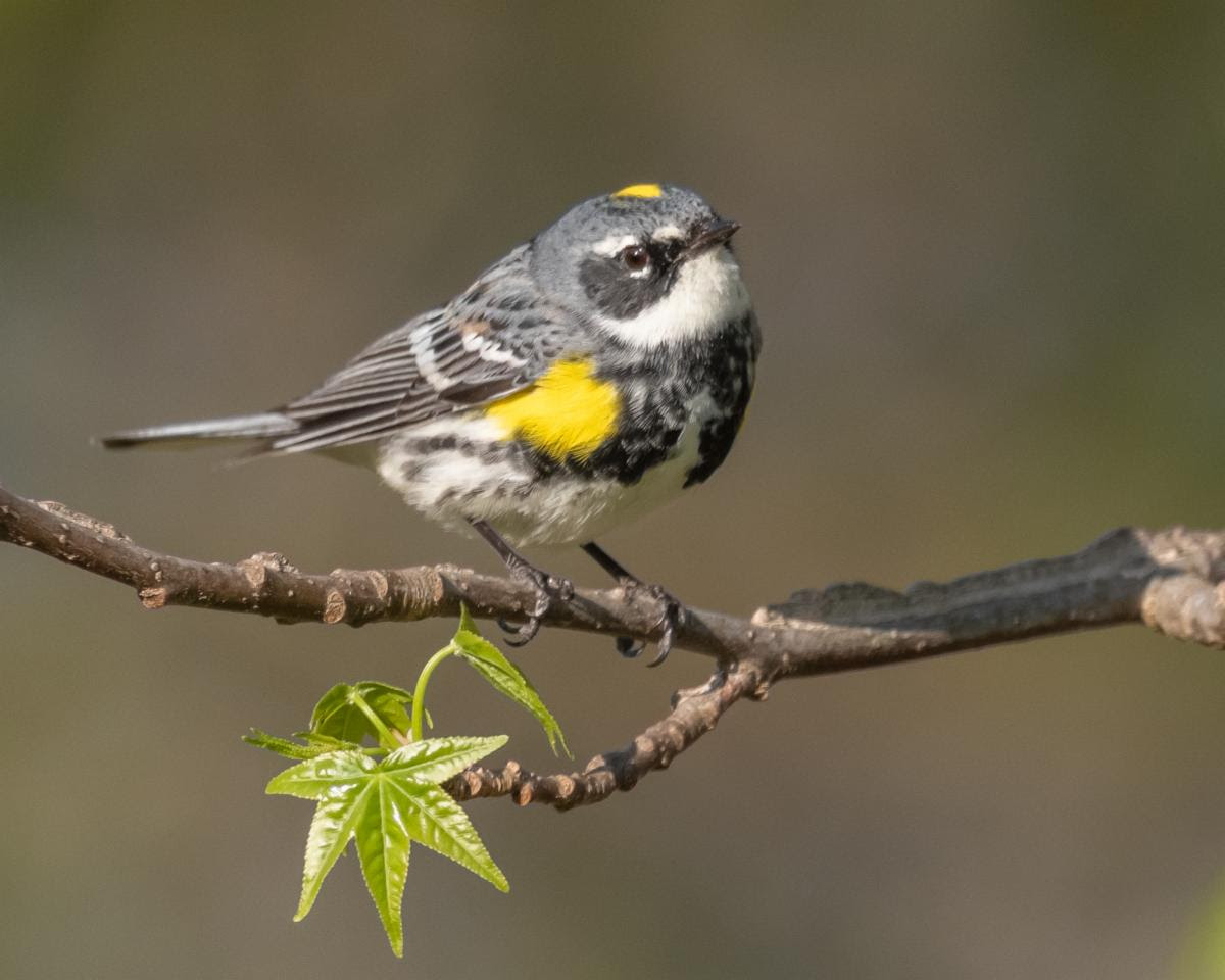 Fallout, of the Best Kind - Chesapeake Conservation Partnership