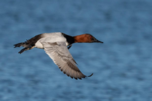 Another Canvasback heading in for a landing.