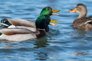 Three Mallards, clearly talking up Duck Stamps!