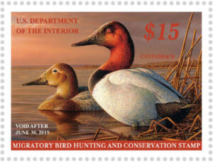 The 2015 Duck Stamp featuring one of our friends from above, the Canvasback.