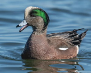How about this gorgeous American Wigeon!