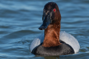 A stunning Canvasback. Look at that carmine eye!