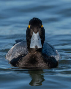 Lesser Scaup heading your way. Imposing, isn't he?